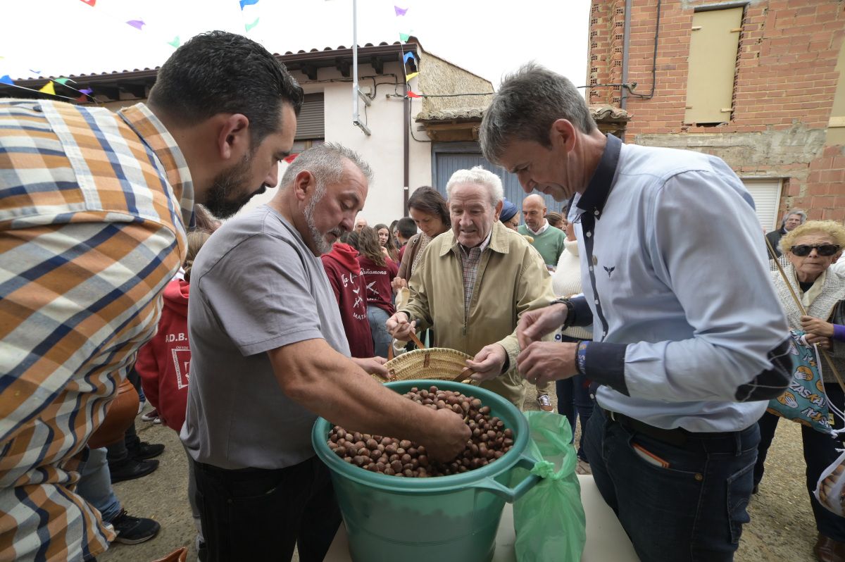 Lluvia de avellanas de La Cañamona.