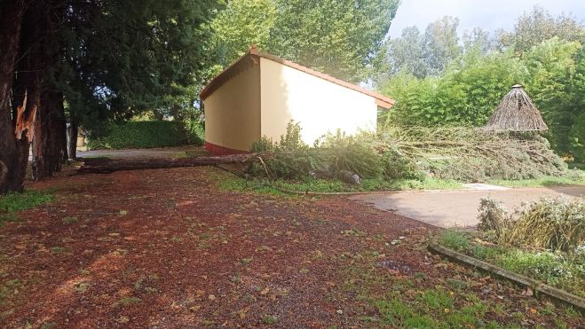 Un árbol caído en el Coto Escolar de León por el viento. | L.N.C.