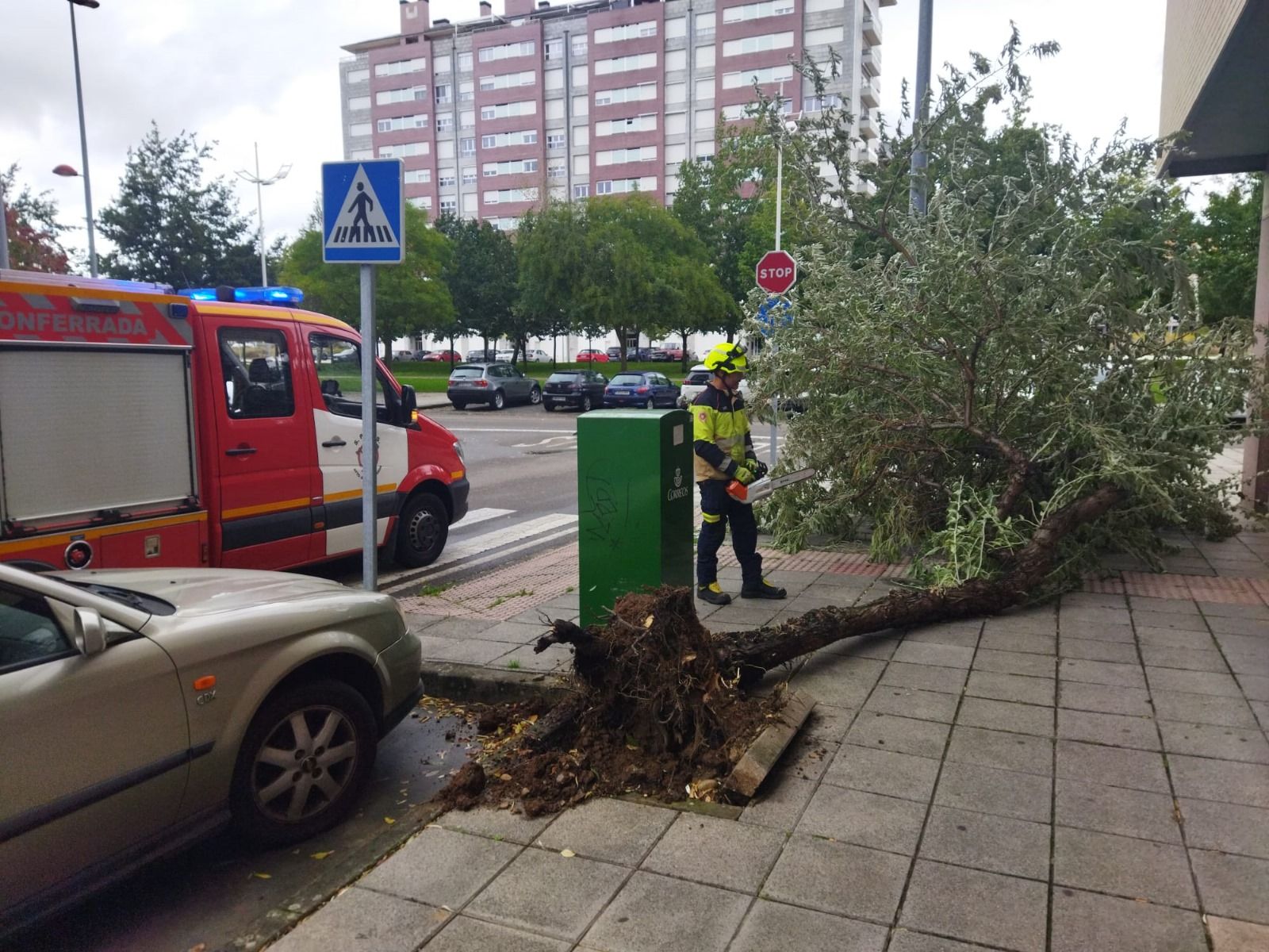 Árbol caído en el barrio ponferradino de La Rosaleda.