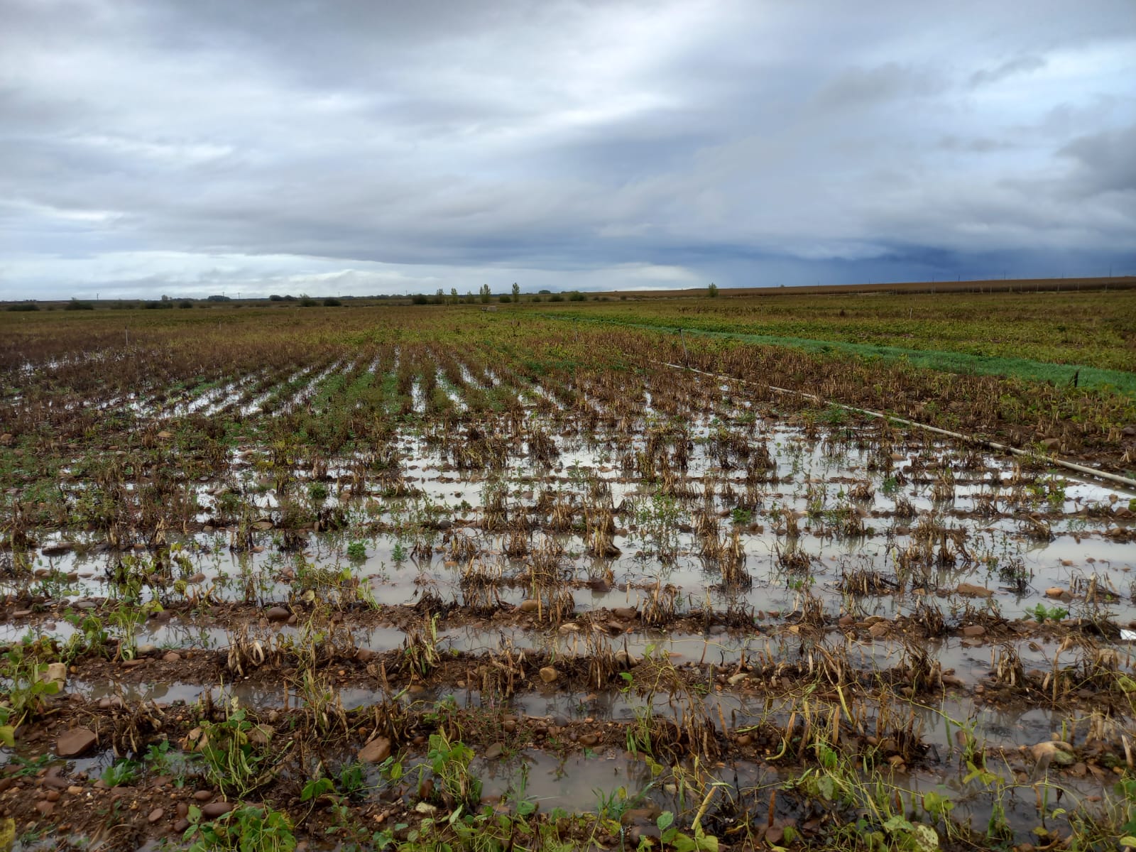 Alubias listas para recolectar afectadas por la lluvia en la zona del Páramo leonés. | A.R.