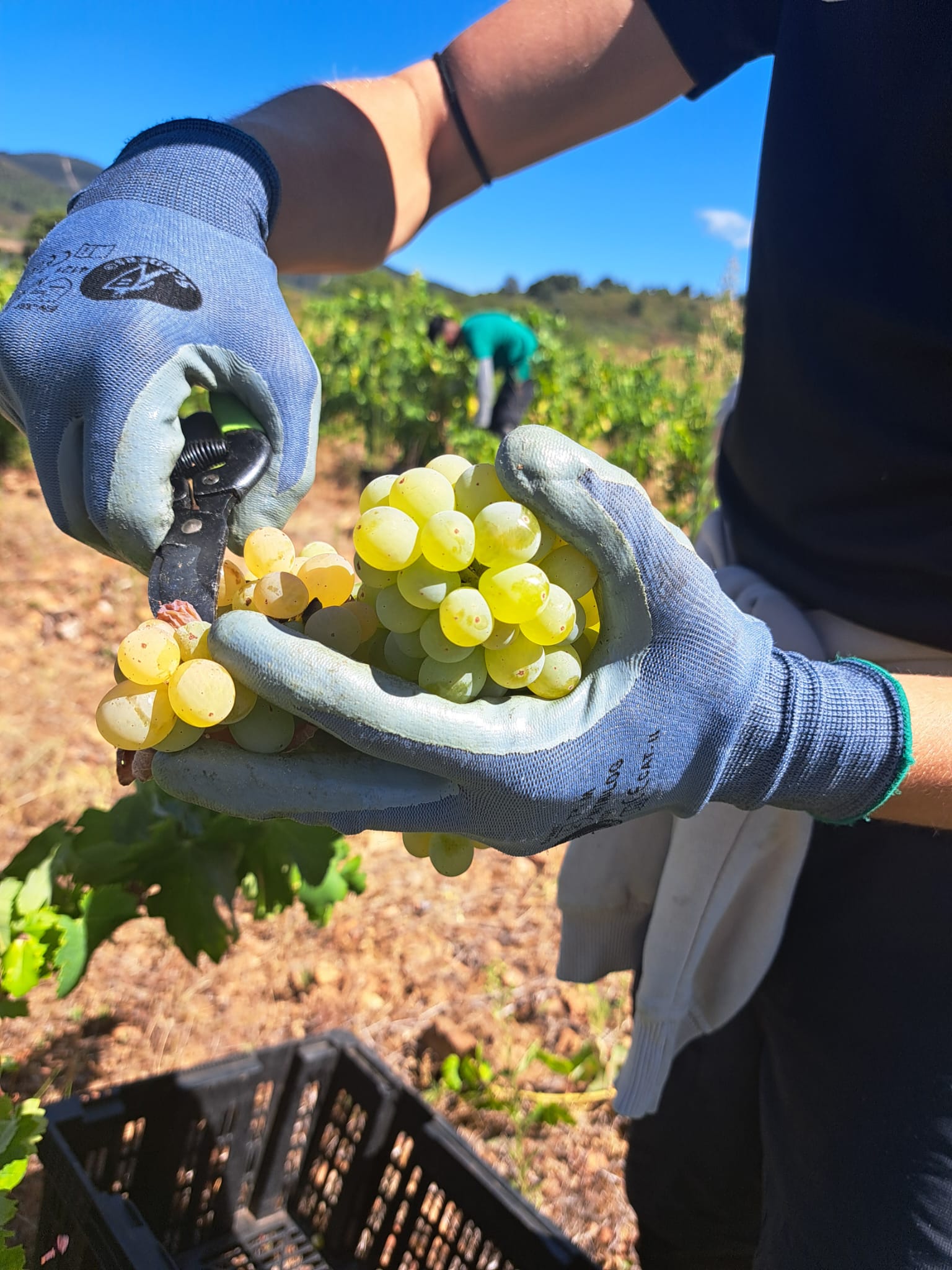 Vendimia de 2024 en el Bierzo.