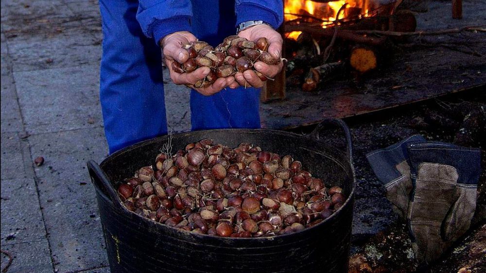 Castañas de uno de los magostos de años anteriores. 