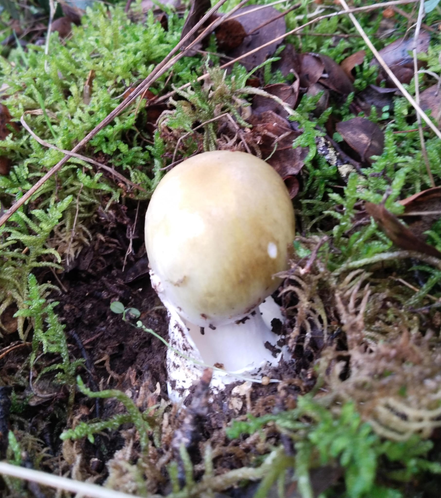 Ejemplar de la peligrosa Amanita phalloides, de la que Bernardo ya ha tenido que identificar dos este año. | Manuel Bernardo