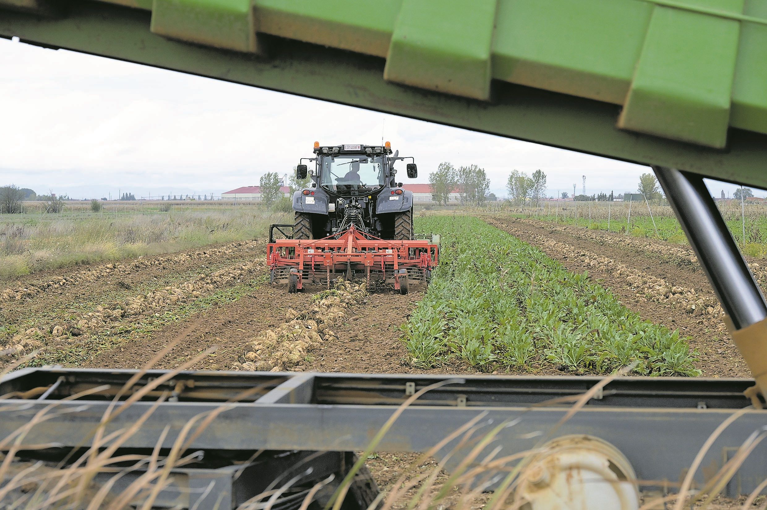 Foto de archivo de un agricultor de la provincia leonesa recolectando remolacha. | MAURICIO PEÑA