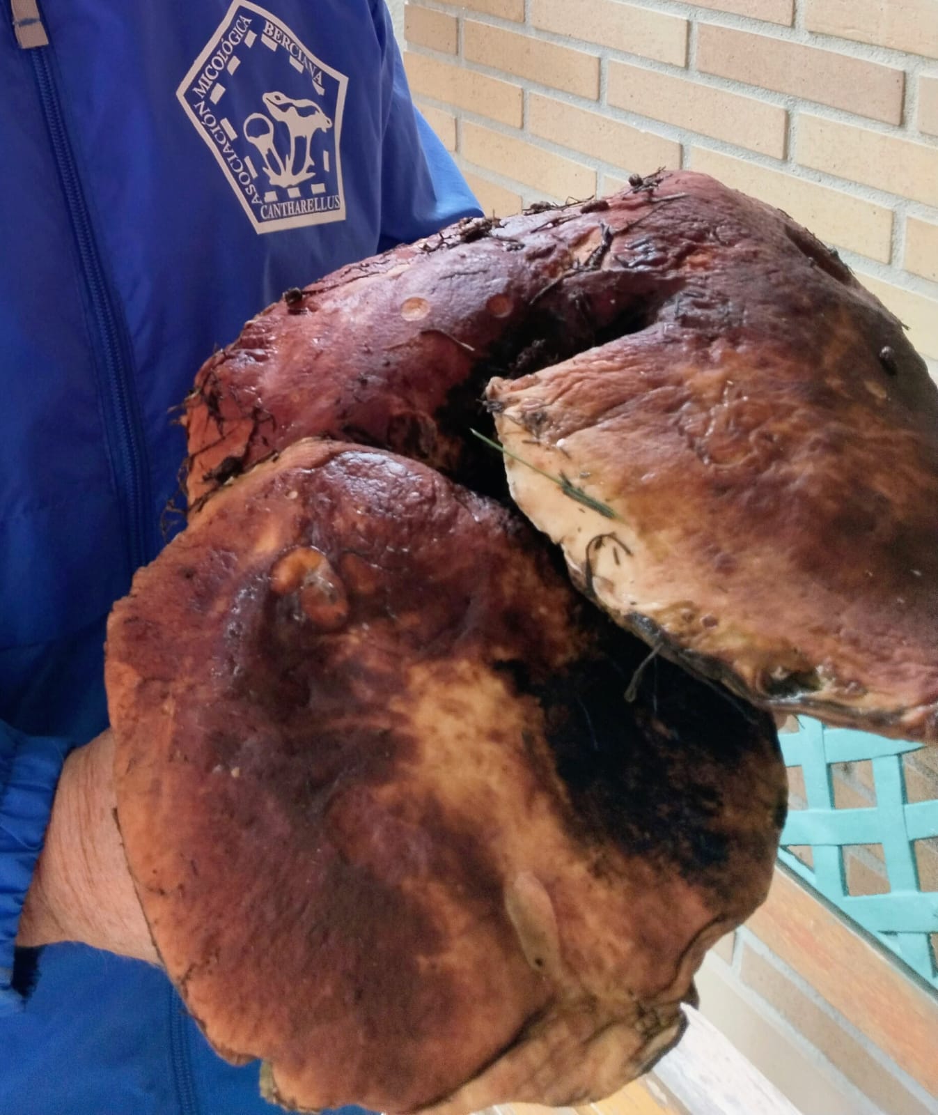 Ejemplar de Boletus pinicola con tres pies, de casi 3 kilos. 