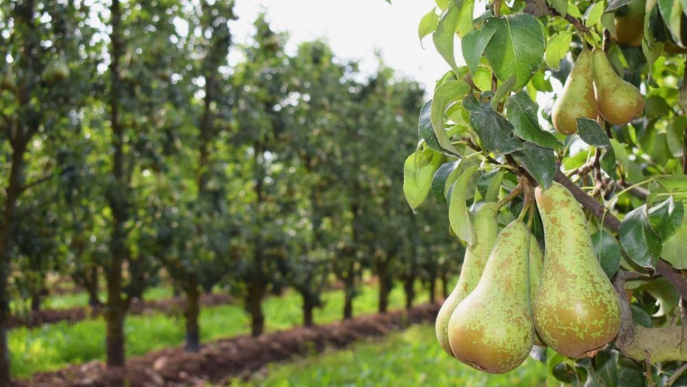 La pera conferencia es una de las frutas con sello de calidad del Bierzo. | Ical