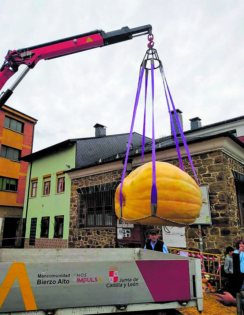 Cargando la calabaza con una grúa.