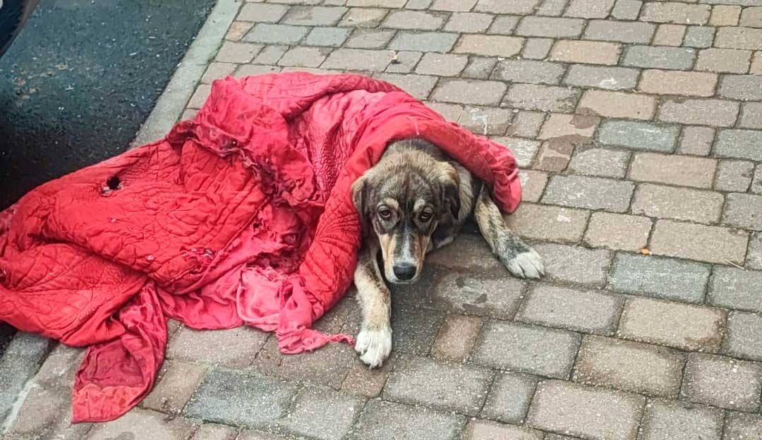 La perra encontrada en Maraña. | L.N.C.