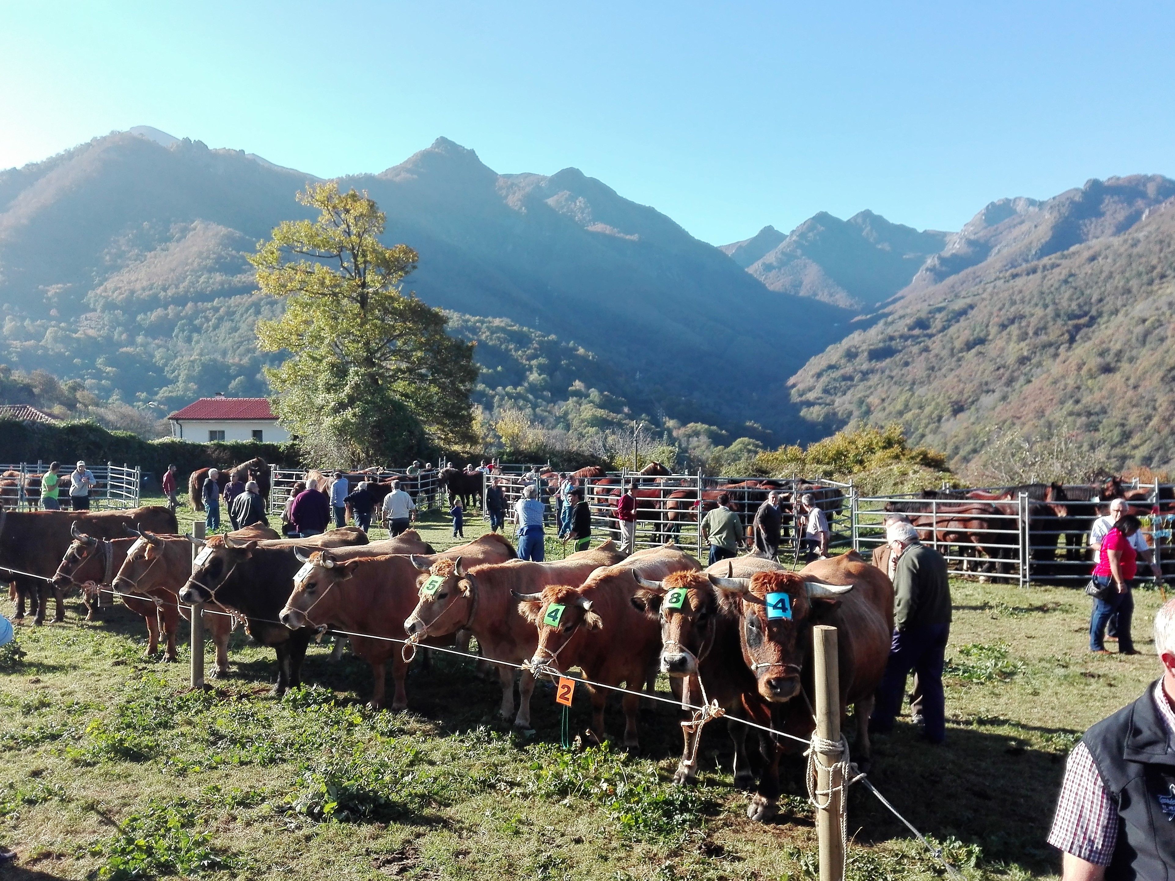 Habrá Concurso-Exposición de Ganados y Exposición de Mastines en La Cortina | LNC