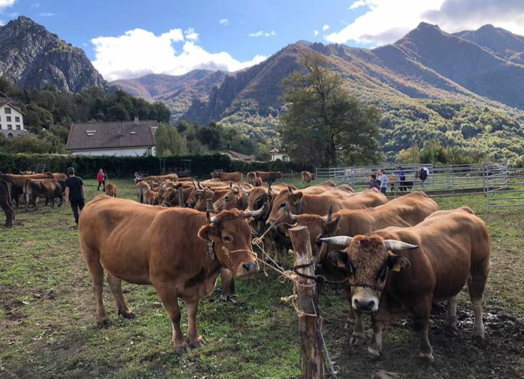 El Valle de Sajambre celebró este sábado la vigésima edición de su feria. | RUBÉN PRIETO