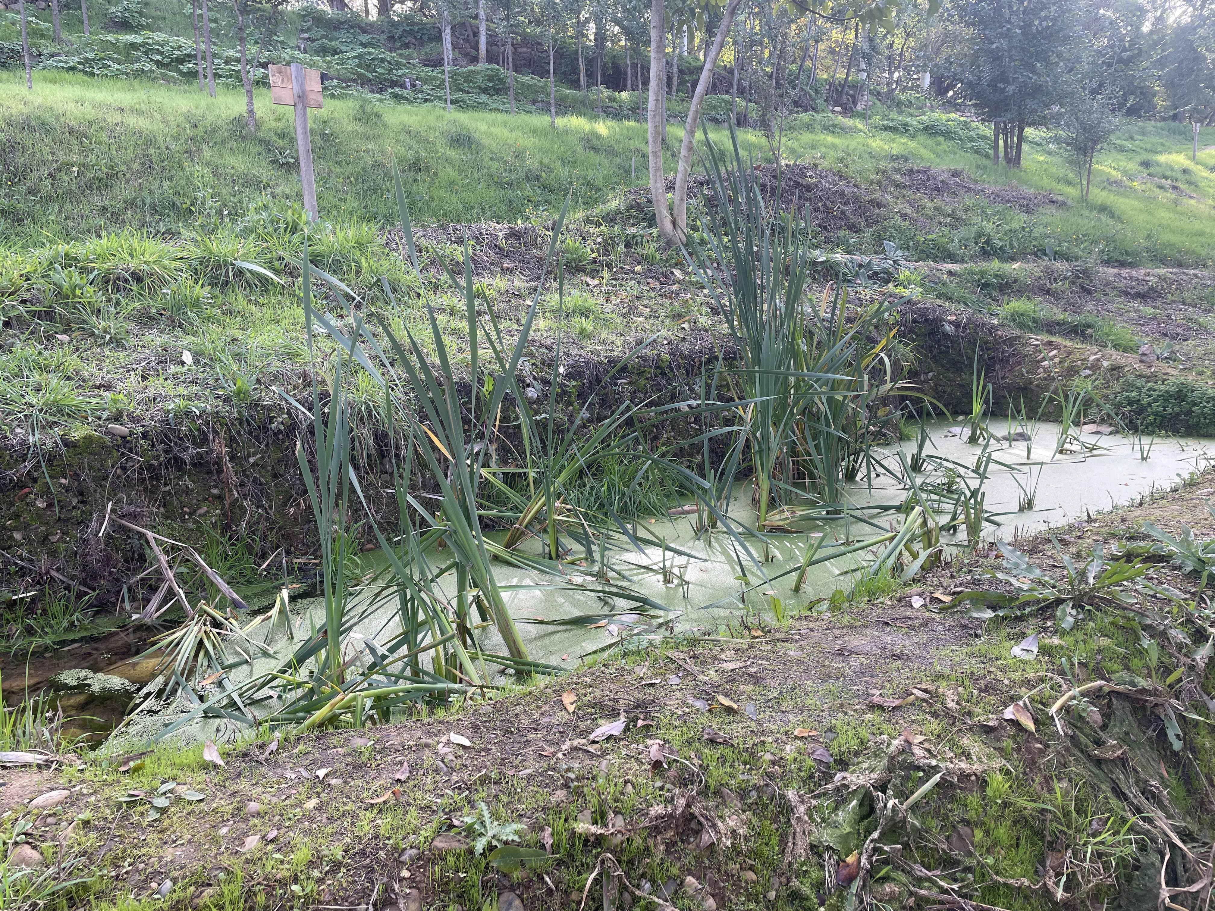 Nueva apariencia de la ladera del Parque del Plantío. | JAVIER FERNÁNDEZ