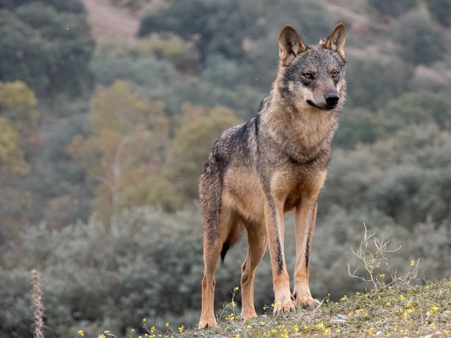 Foto de arhivo de un lobo. | L.N.C.