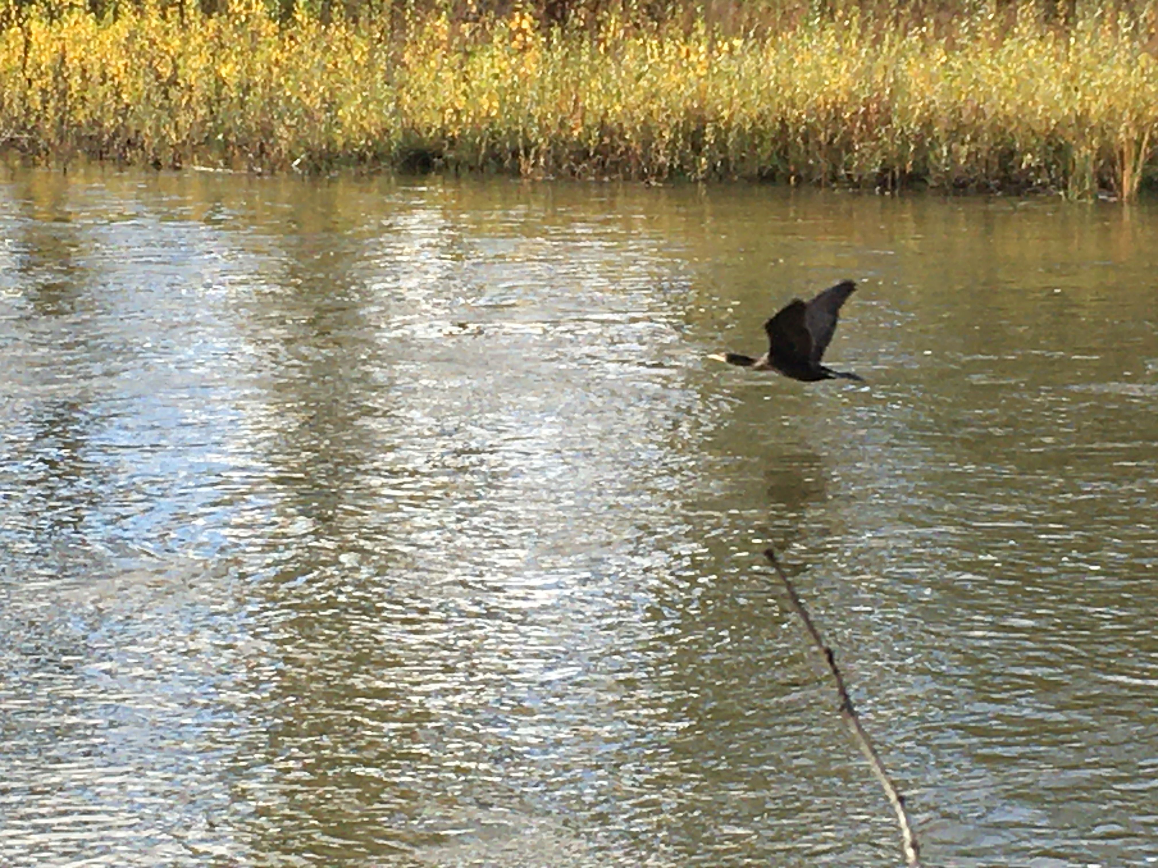 Imagen de archivo de un cormorán en uno de los ríos leoneses . RPN