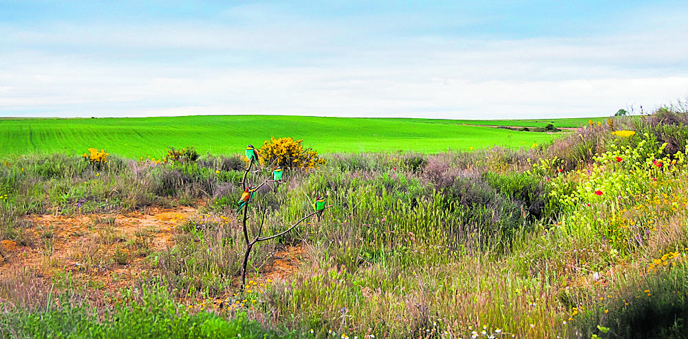 Una colonia de abejarucos fotografiados en una de las visitas por la ruta al Coto Fotográfico de Gordoncillo. | COTO FOTOGRÁFICO