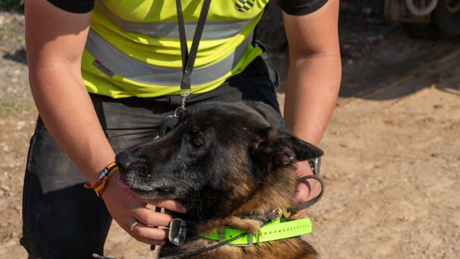 Los perros son piezas clave del dispositivo. | Eduardo Margareto (Ical)