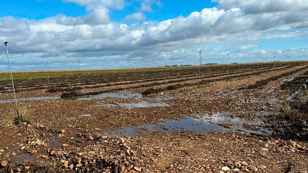 Alubias de la provincia de León arrancadas a la espera de ser trilladas que se vieron afectadas por las lluvias. | L.N.C.