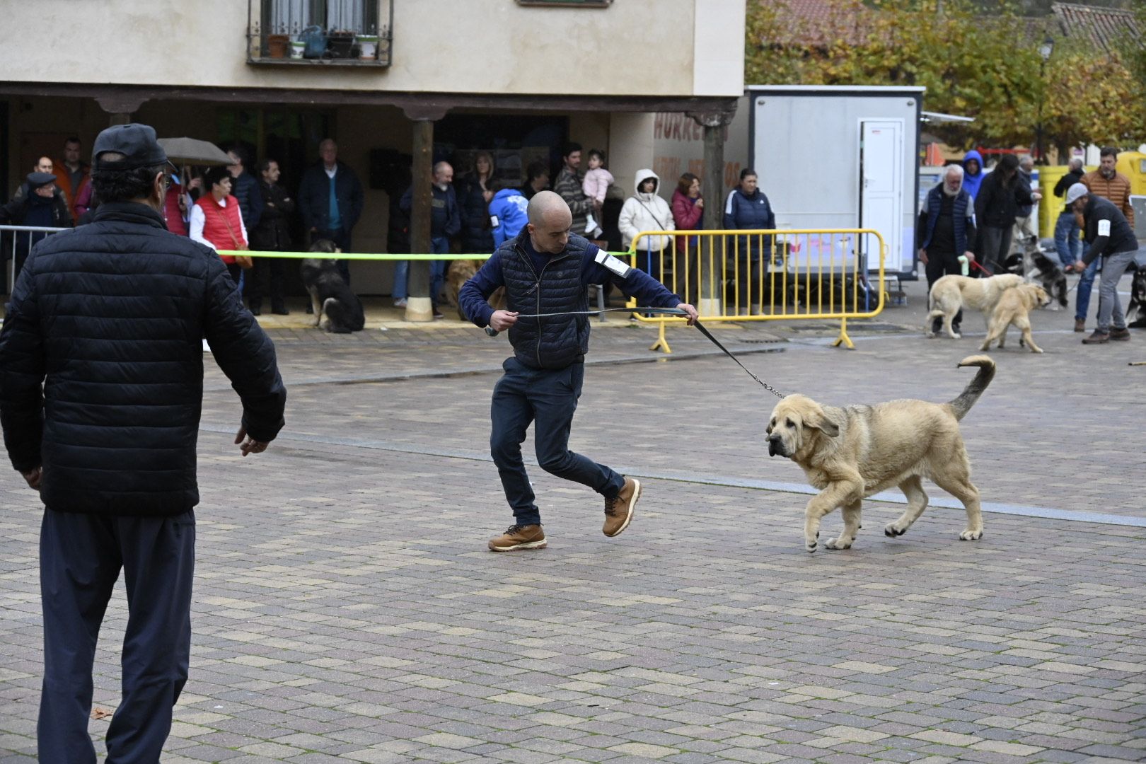 Campeonato de Mastín Leonés en Mansilla de las Mulas | SAÚL ARÉN