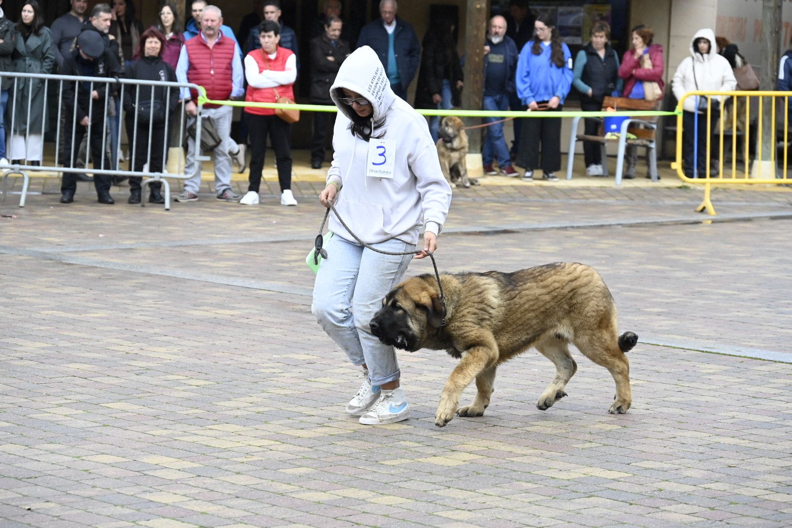 Campeonato de Mastín Leonés en Mansilla de las Mulas | SAÚL ARÉN