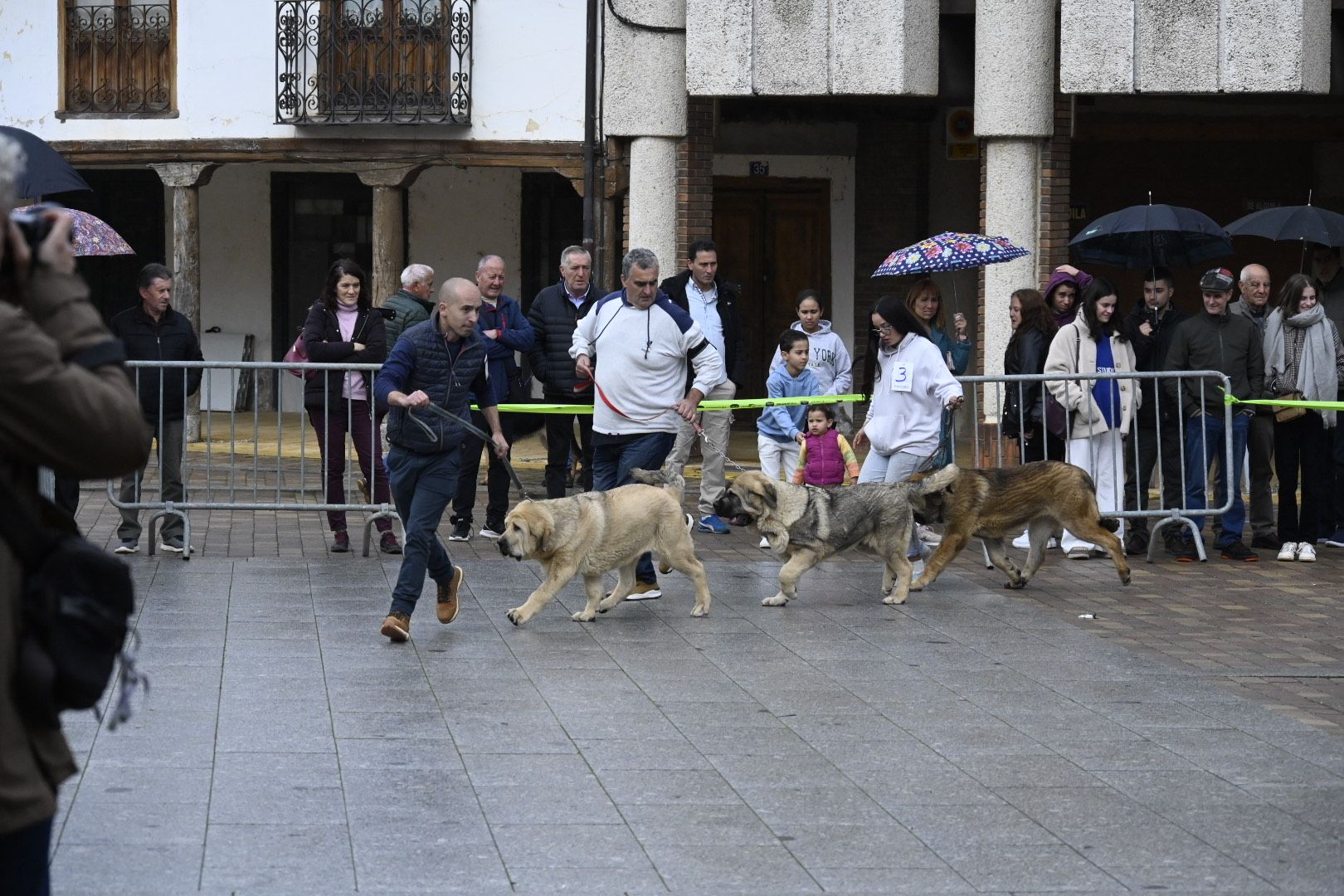 Campeonato de Mastín Leonés en Mansilla de las Mulas | SAÚL ARÉN