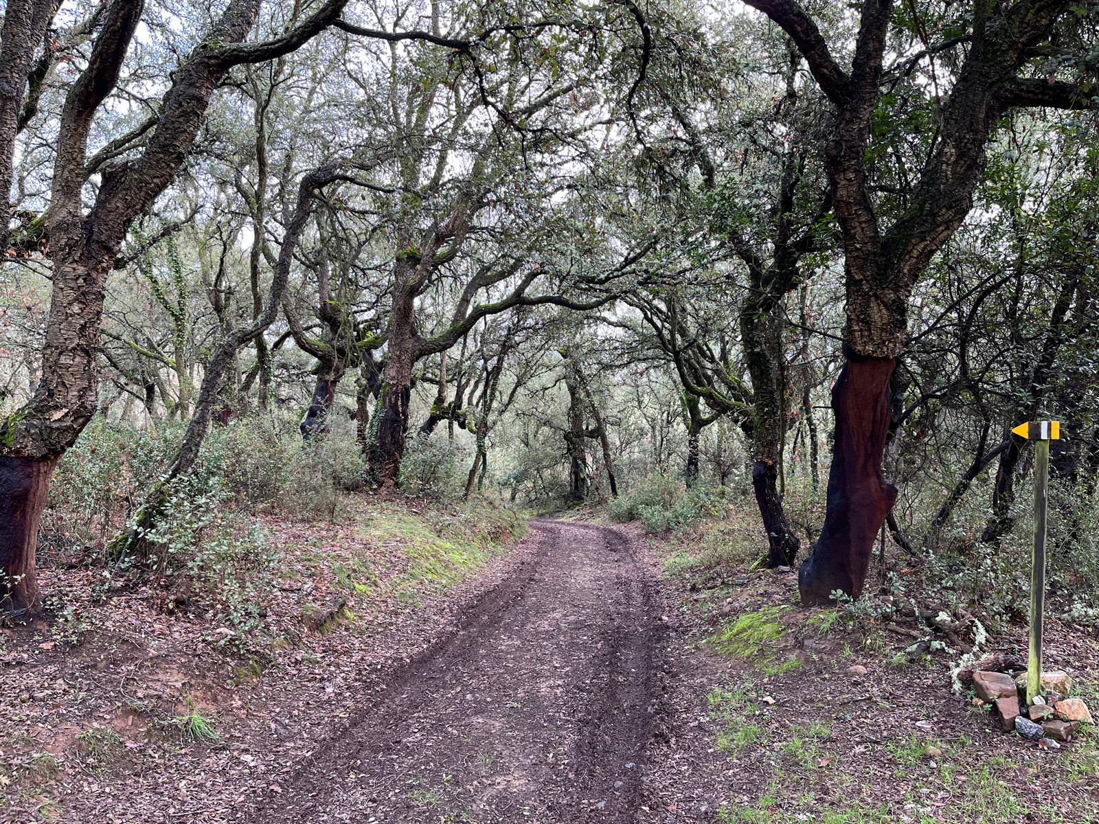 El Zofreral de Cobrana, es un bosque de alcornoques ubicado en el municipio de Congosto.