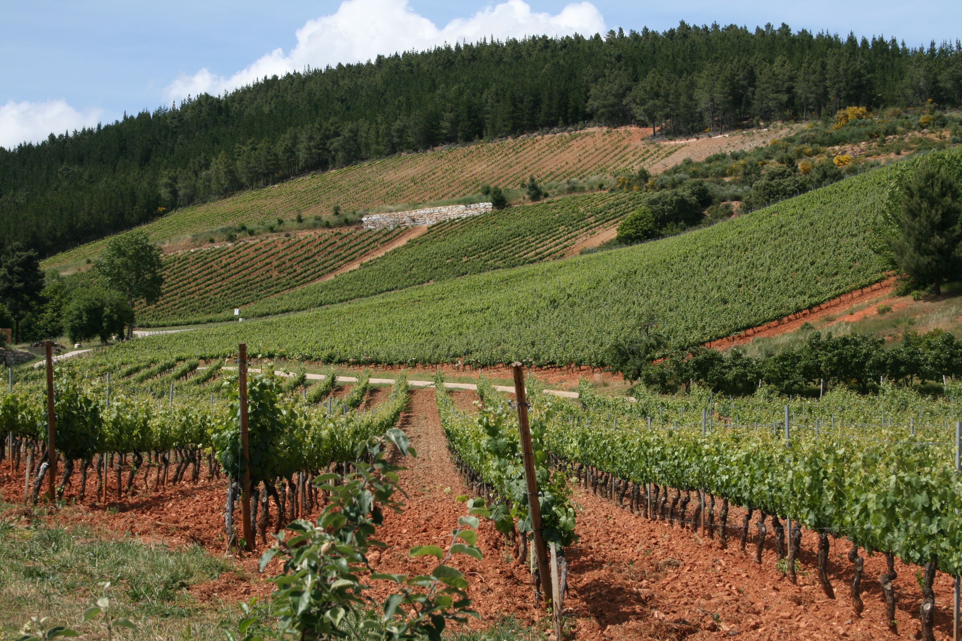 Prada a Tope cuenta con 30 hectáreas de viñedo propio, todas ellas en Canedo.