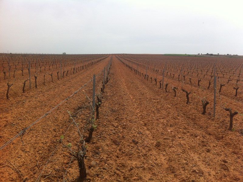 Vista de los viñedos de las Bodegas Robles González. |L.N.C.