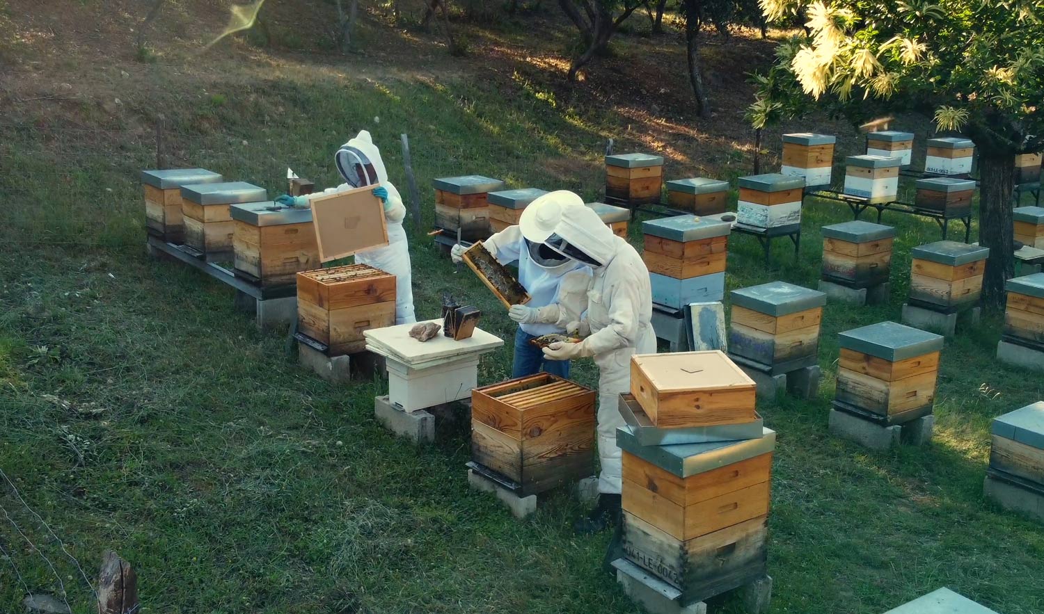 Apicultores leoneses trabajando con sus colmenas. | UCALE-COAG