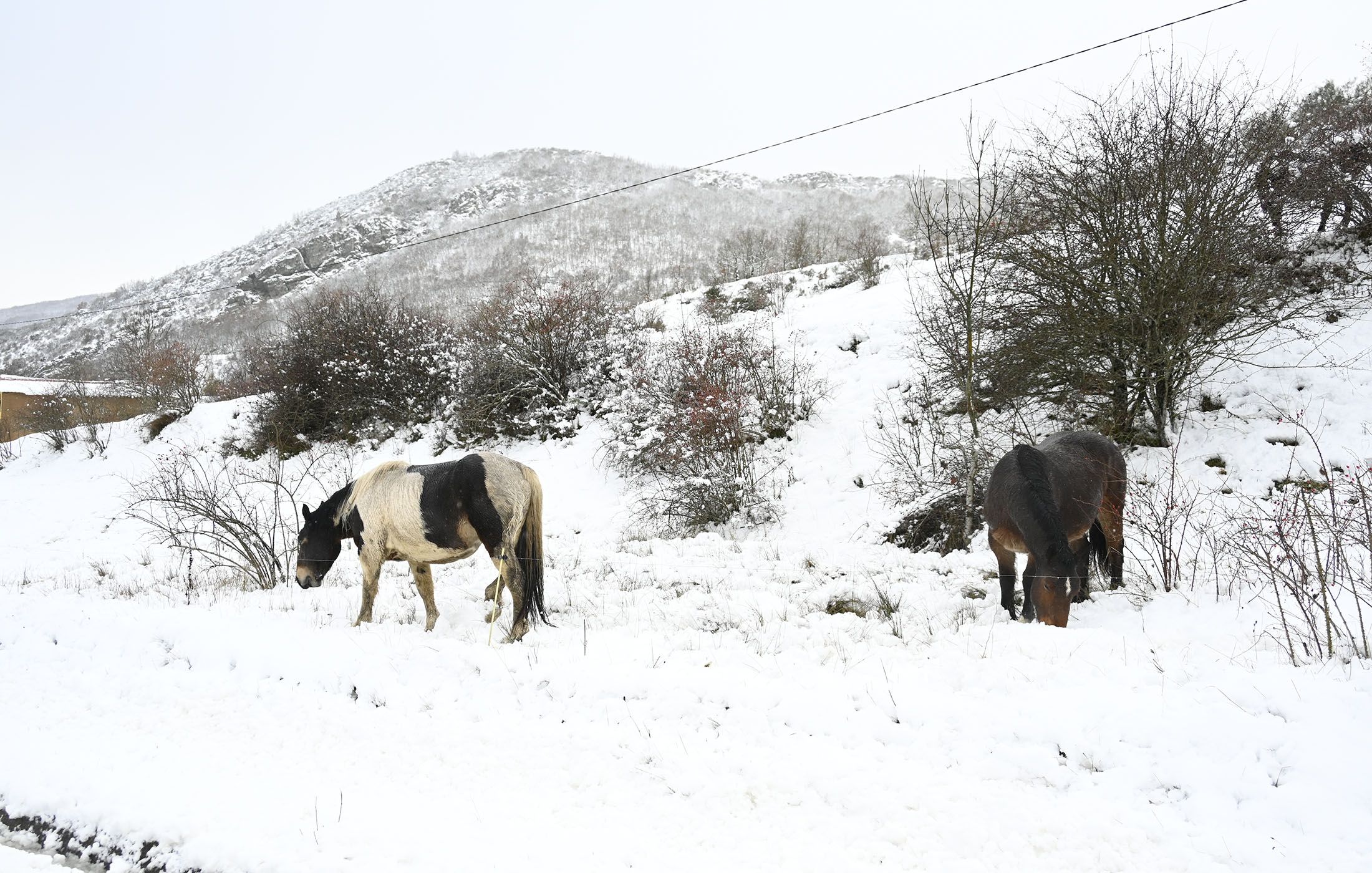 Copiosa nevada en zonas de montaña de León, como la comarca de Los Argüellos. | SAÚL ARÉN