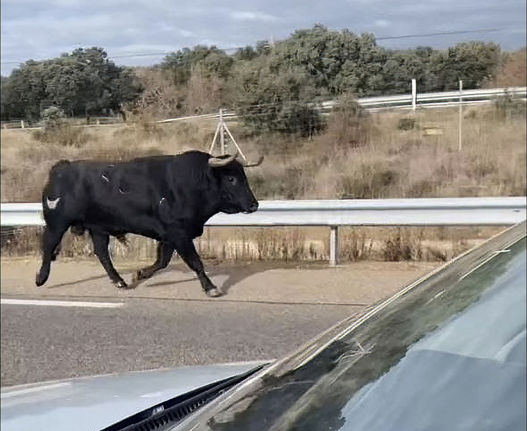 Un toro bravo se da un paseo por una autovía en Salamanca. | ICAL