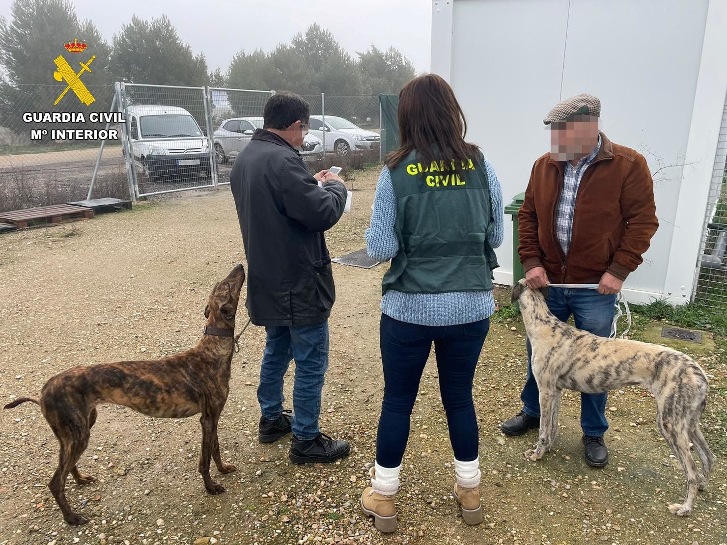 El Equipo Roca de la Guardia Civil ha logrado recuperar hasta ahora 12 galgos. | GUARDIA CIVIL 