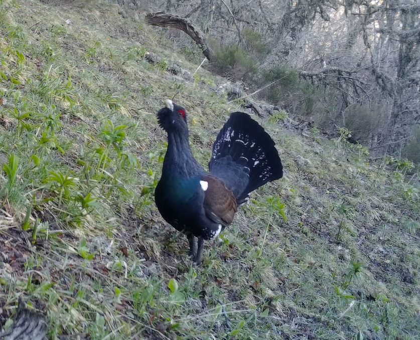 Una de las especies comprometidas es el urogallo.