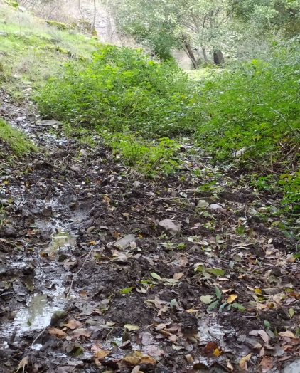 Estado de los canales romanos en una parte totalmente encharcada. 