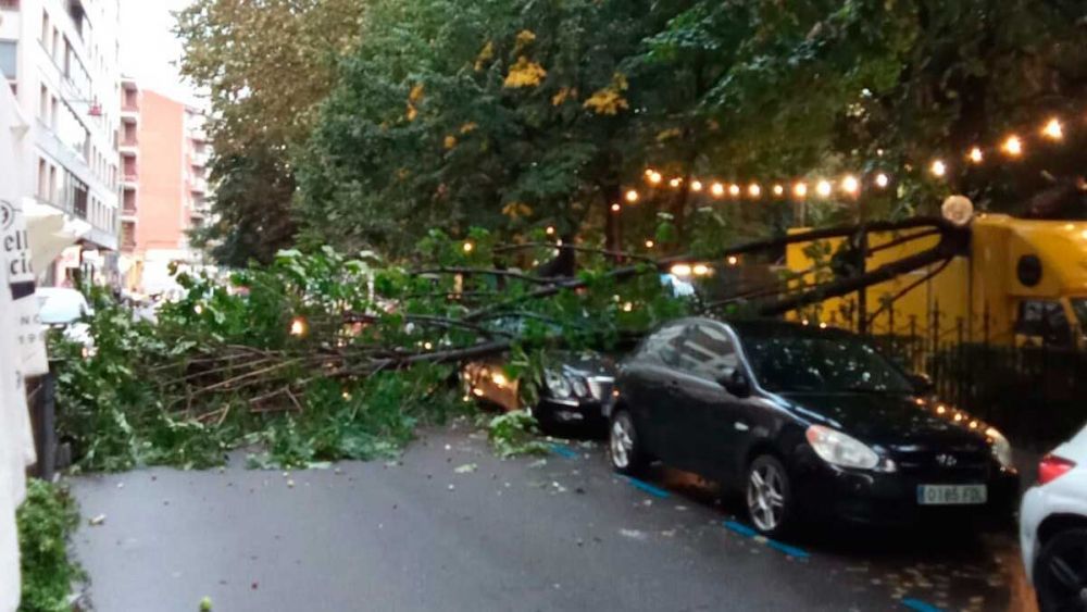 Parte de un árbol caída el 2 de octubre en el parque San Francisco de León. | CHEMA