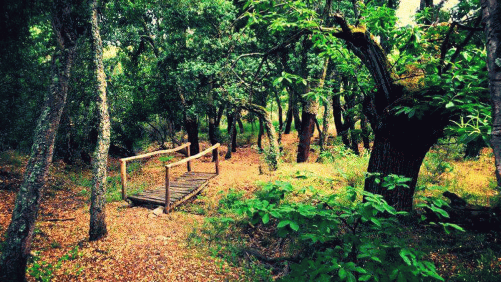 Este bosque, conocido localmente como ‘zofreral’, es una de las zonas más características y emblemáticas que distinguen a la comarca.