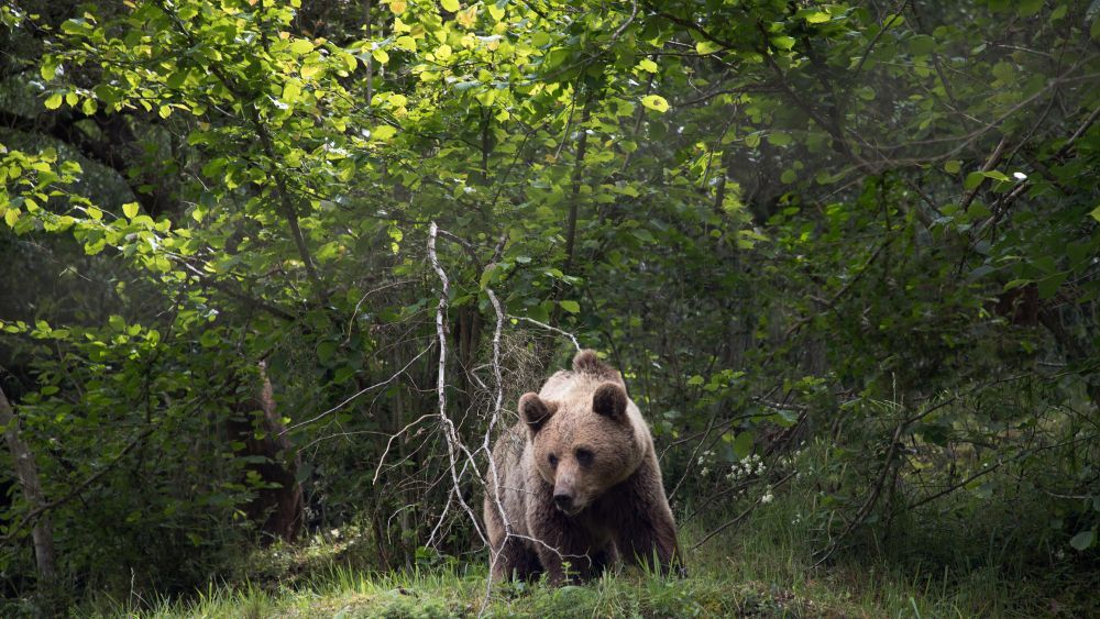 El aprovechamiento turístico de la existencia del oso pardo en estas montañas se contempla en varias actuaciones. ICAL