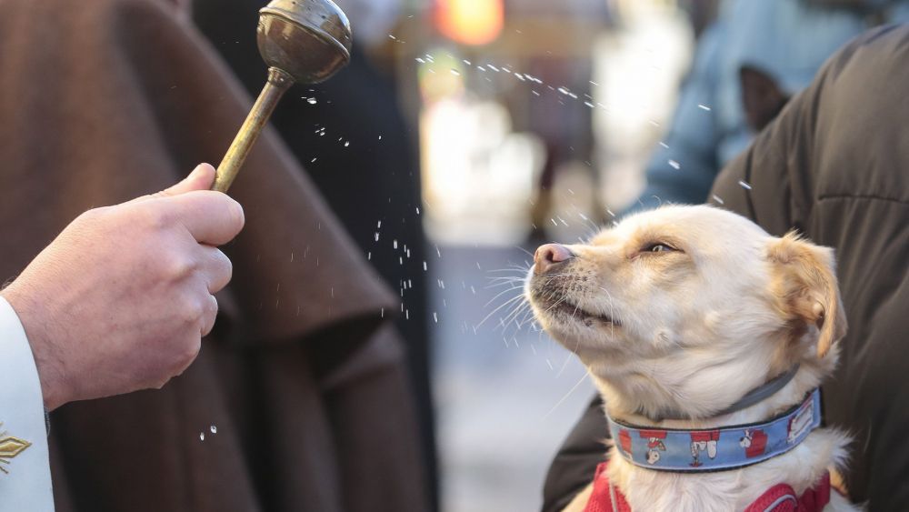 Bendición de animales en León. CAMPILLO (ICAL)