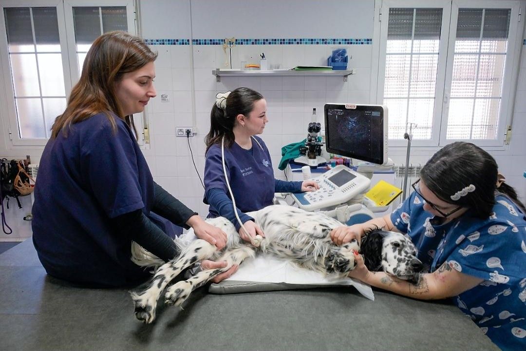 El Hospital Veterinario Ferral es todo un referente en la provincia de León.  | MAURICIO PEÑA