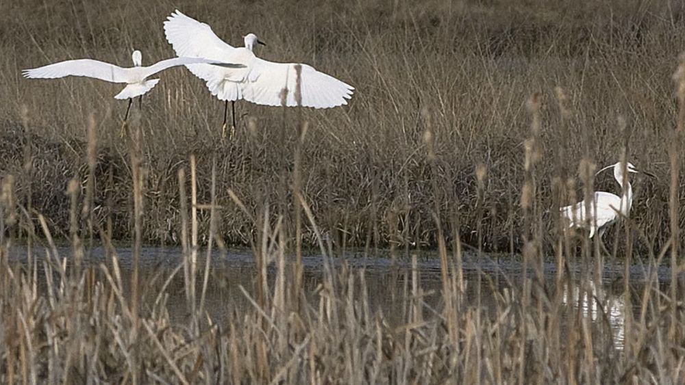 Imagen de archivo de unas aves acuáticas en un humedal de León. | MAURICIO PEÑA