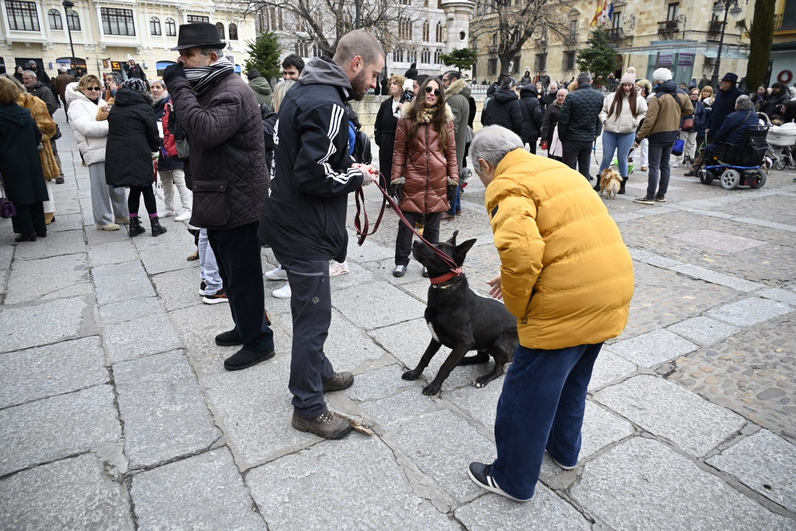  Bendición de animales por San Antón. | SAÚL ARÉN