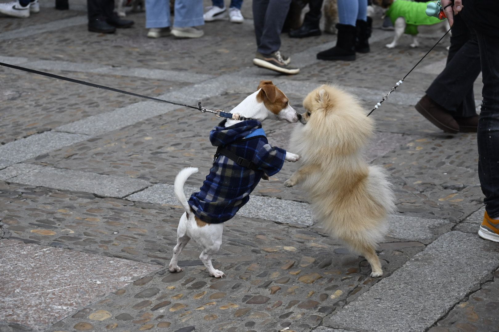  Bendición de animales por San Antón. | SAÚL ARÉN