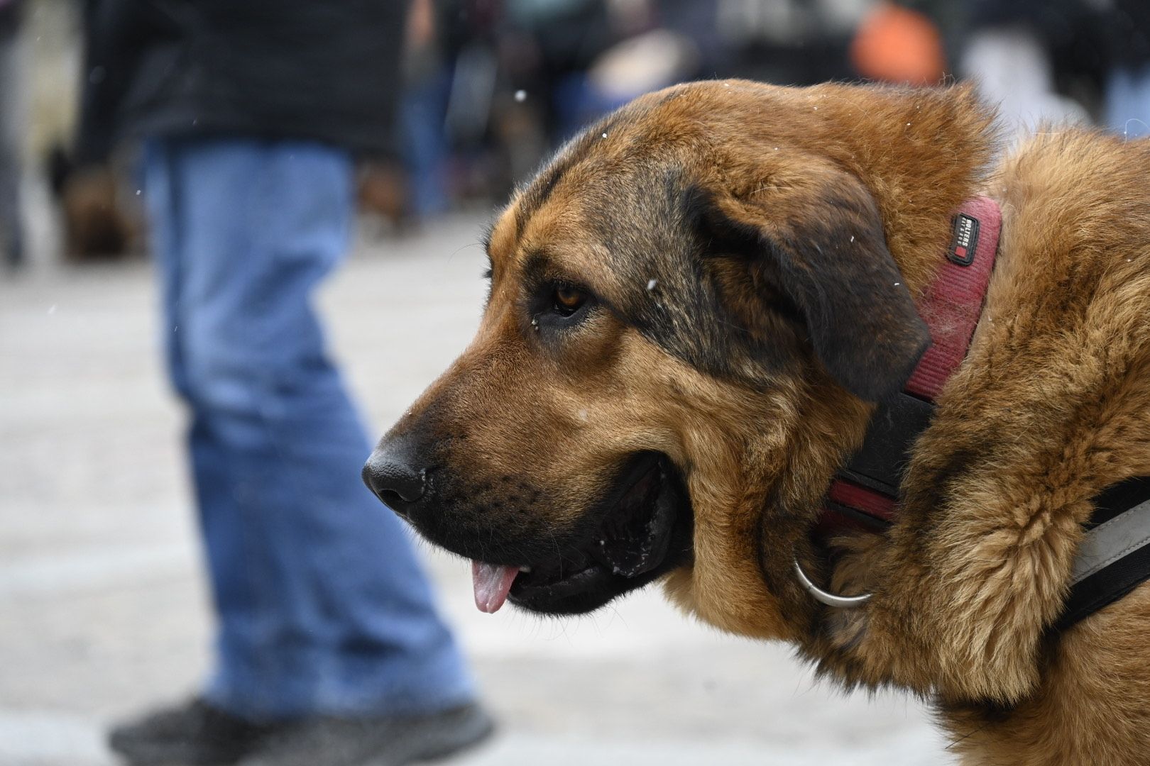   Bendición de animales por San Antón. | SAÚL ARÉN