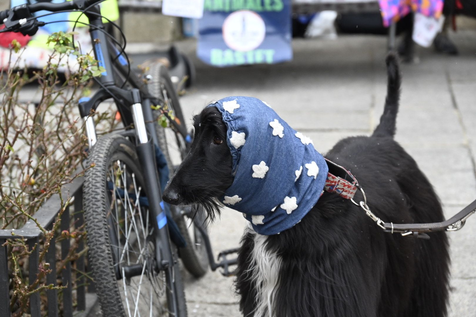  Bendición de animales por San Antón. | SAÚL ARÉN