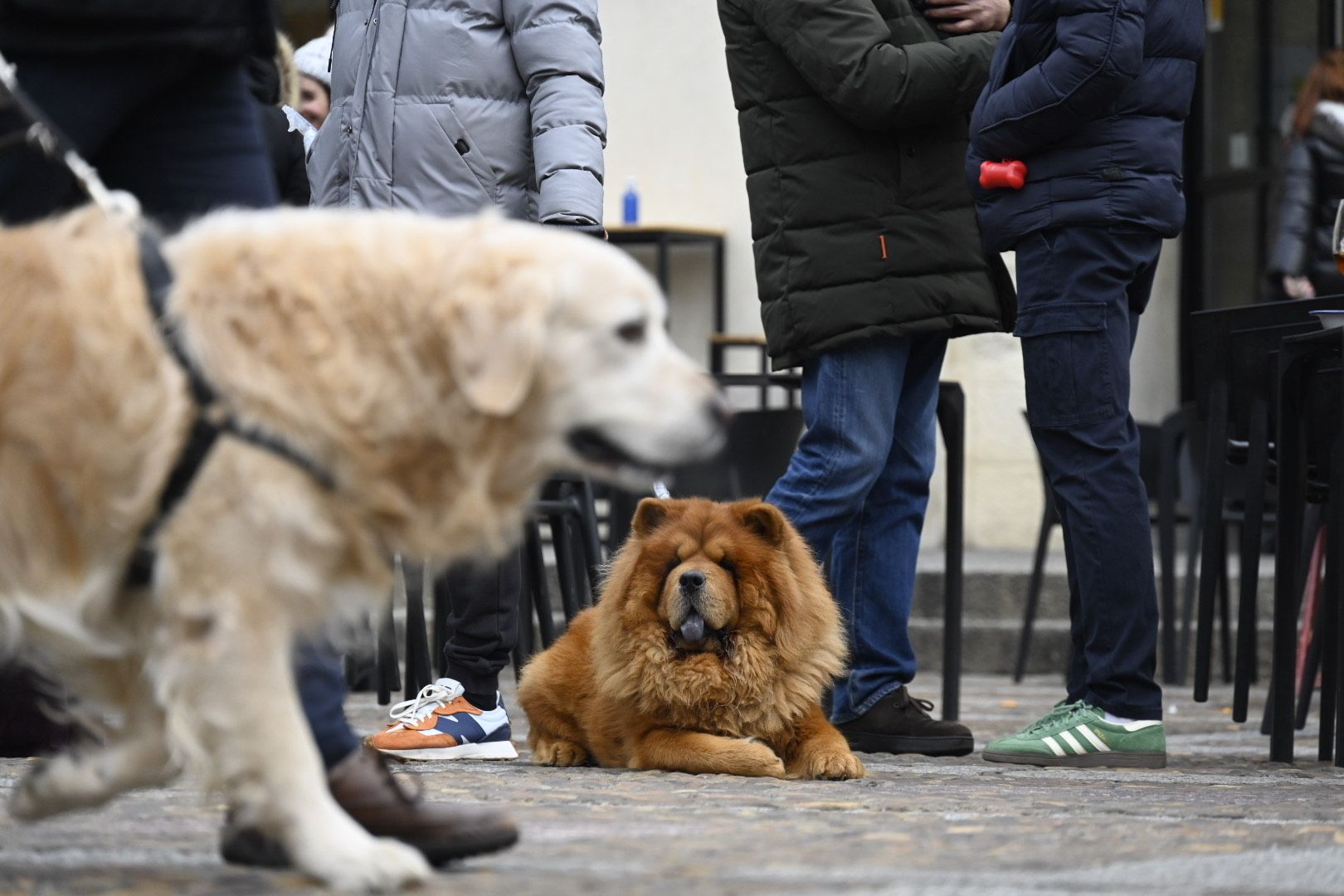  Bendición de animales por San Antón. | SAÚL ARÉN