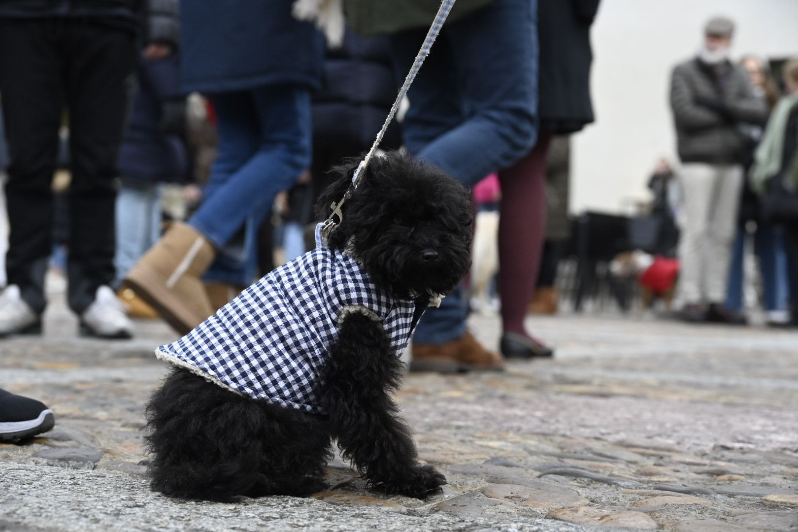  Bendición de animales por San Antón. | SAÚL ARÉN