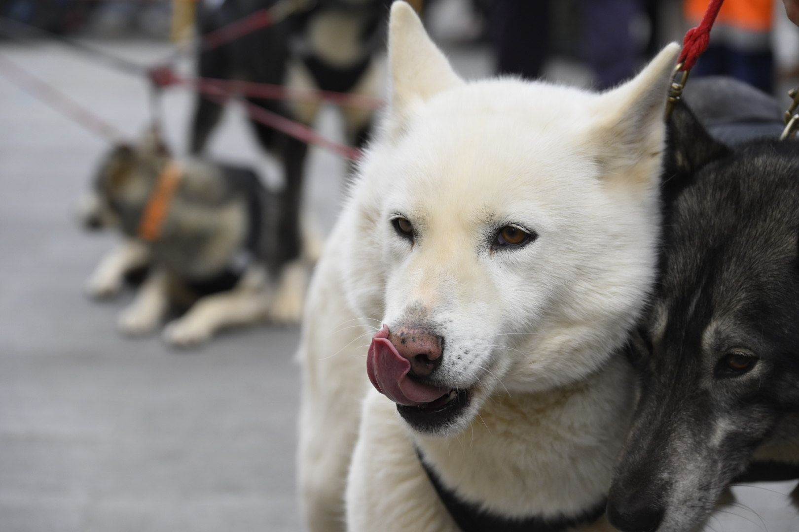  Bendición de animales por San Antón. | SAÚL ARÉN