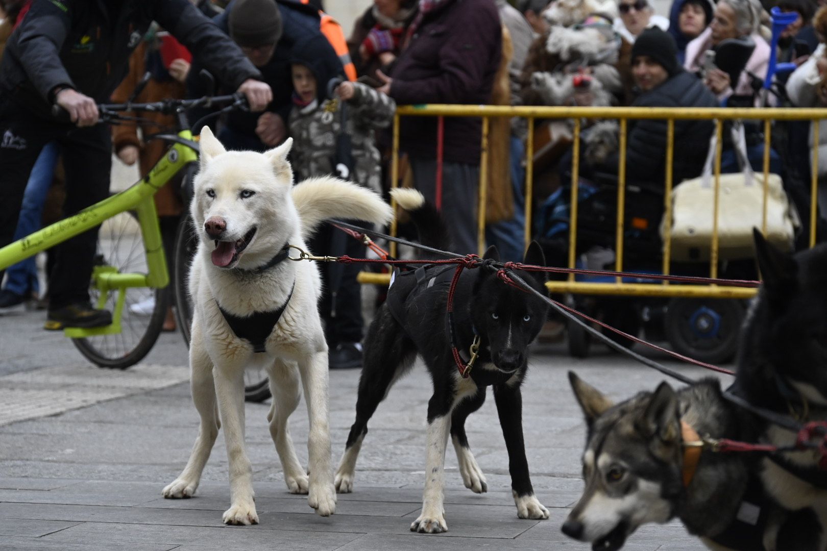  Bendición de animales por San Antón. | SAÚL ARÉN