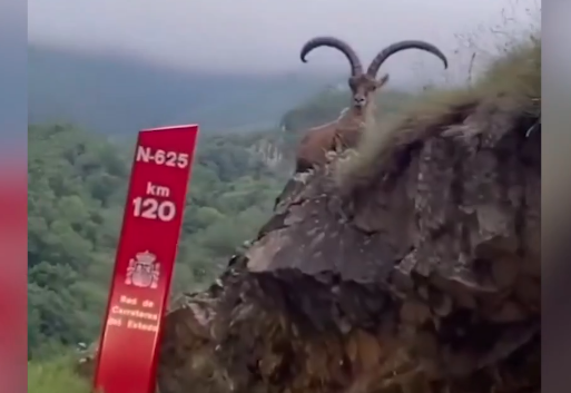 La cabra montesa que 'vigila' a los conductores en Picos de Europa. | MINISTERIO DE TRANSPORTES