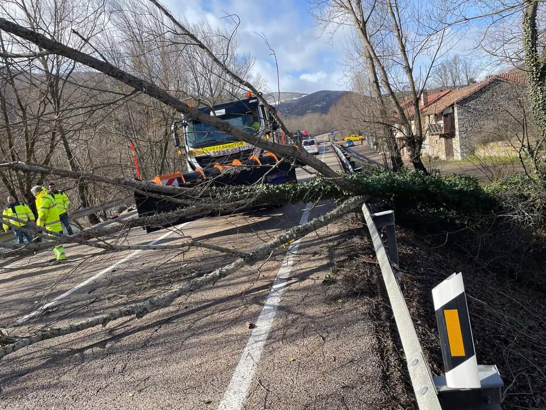 El viento derriba un árbol en la N-630, en el término municipal de La Pola de Gordón. | L.N.C.