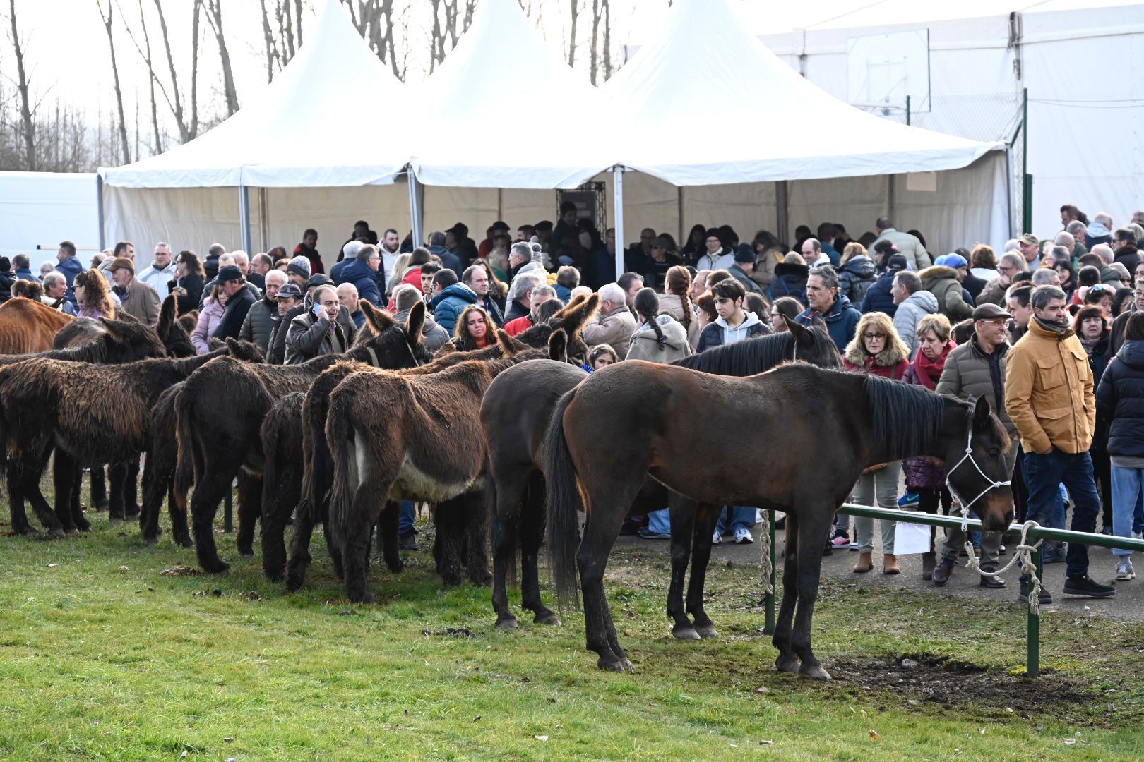 Feria en Gradefes este domingo. SAÚL ARÉN