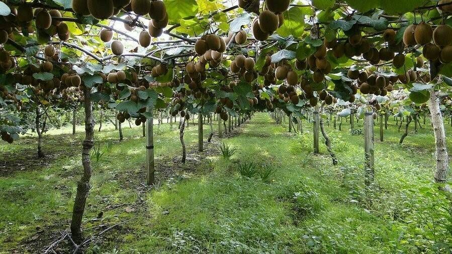 Plantaciones de kiwi.